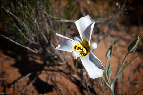 Flowers - Bears Ears 1