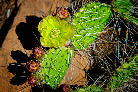 Flowers - Bears Ears 2