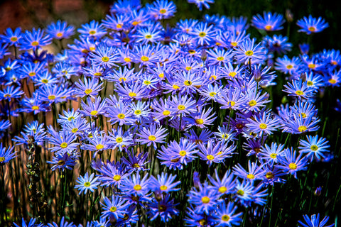 Flowers - Capitol Reef 1