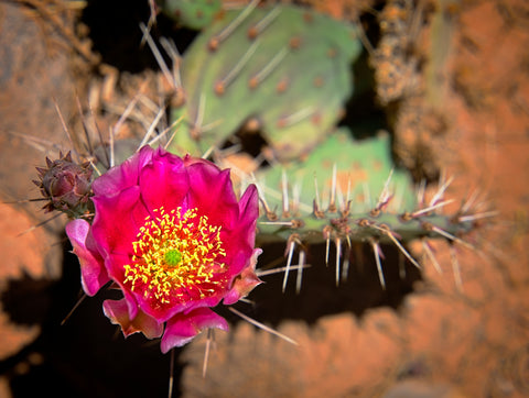 Flowers - Capitol Reef 2