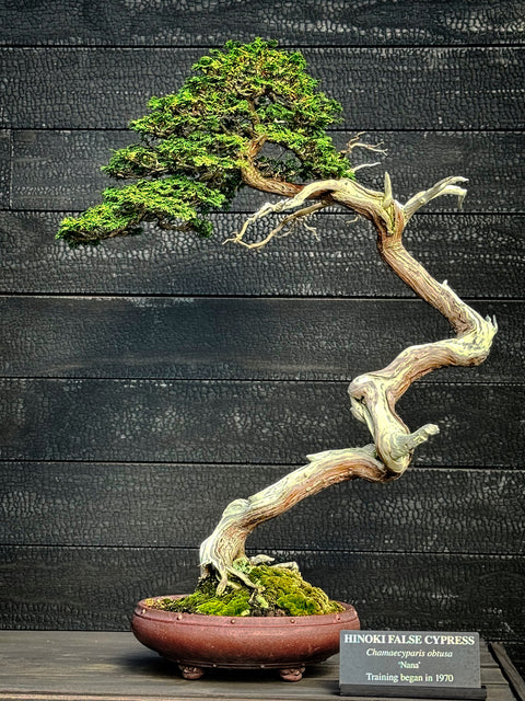 Bonsai